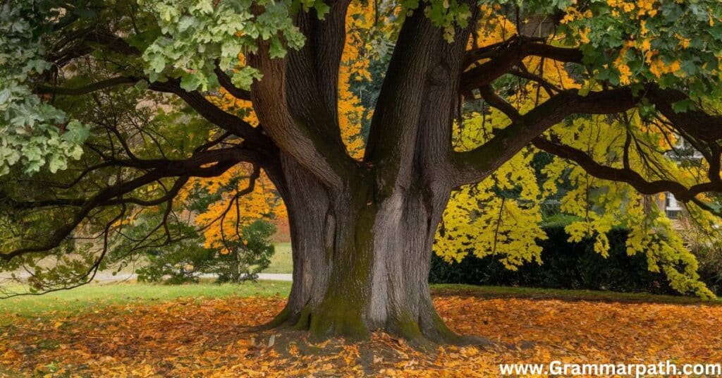 Two Branches of the Same Tree