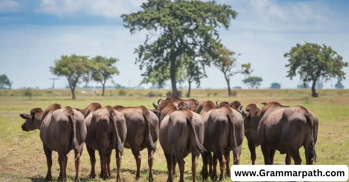 How to Use the Plural of Buffalo in Everyday Conversation