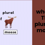 what is The plural of moose