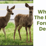 What’s The Plural Form Of Deer ?