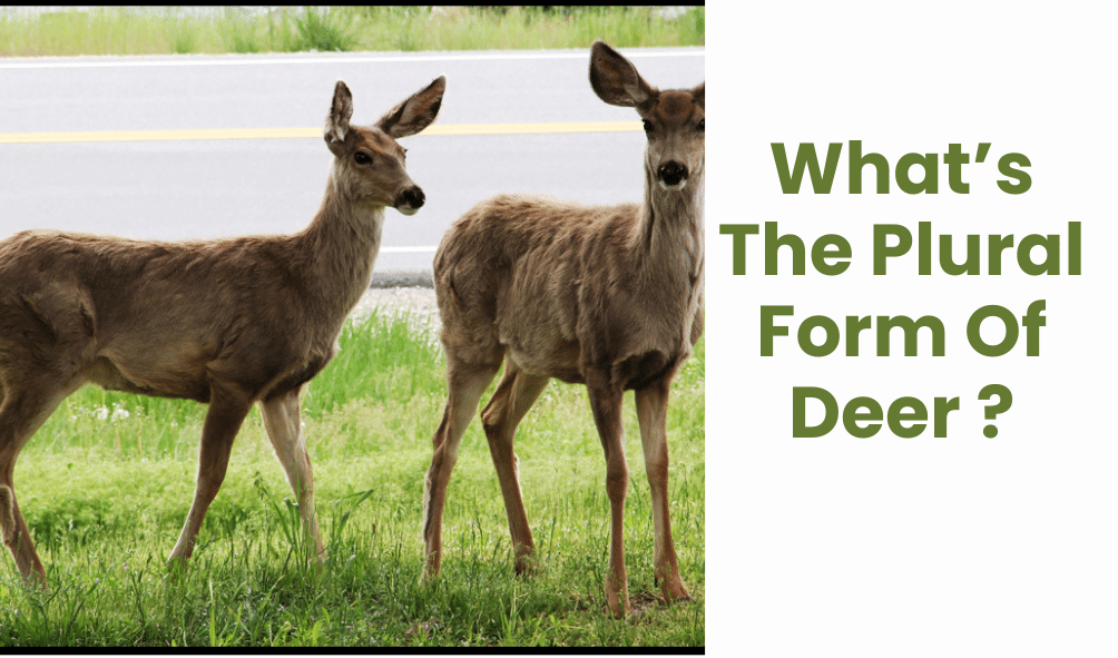 What’s The Plural Form Of Deer ?