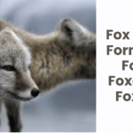 Fox Plural Form: Is It Foxe, Foxes, Or Foxen?