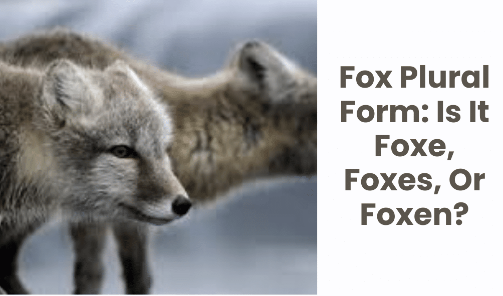 Fox Plural Form: Is It Foxe, Foxes, Or Foxen?