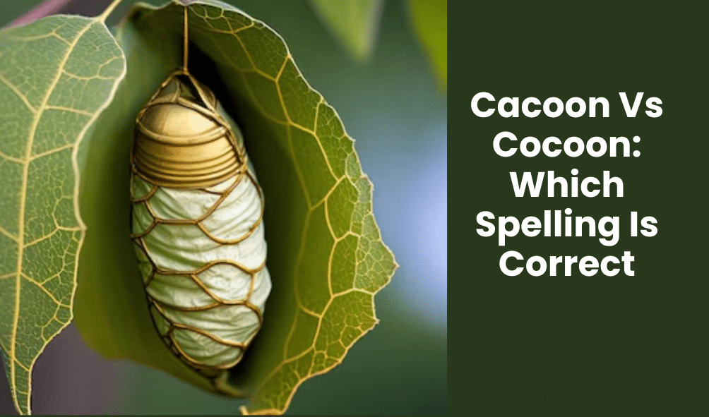 Cacoon Vs Cocoon: Which Spelling Is Correct