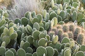 Understanding the Plural of "Cactus": A Comprehensive Guide